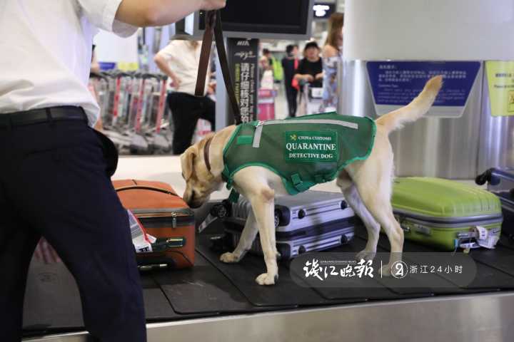 杭州机场检疫犬上岗,查获了帝王蟹?