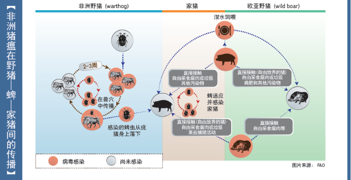 非洲猪瘟对生猪生产危害重大.一旦发病,发病率和死亡率可达100.