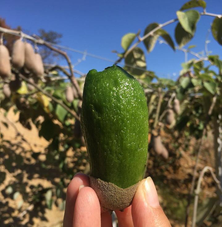 剥皮似香蕉,浙江选育的毛花猕猴桃上市啦