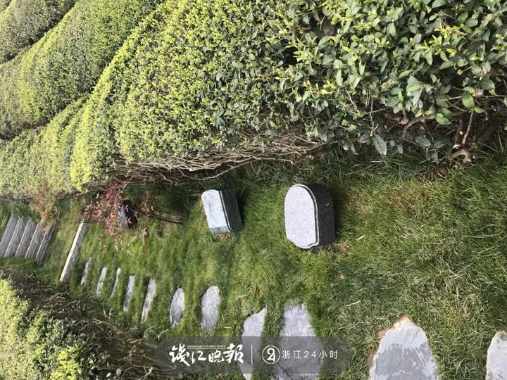 映入眼帘的是占地面积200亩的径山茶园,新芽已经从茶枝里冒出来.