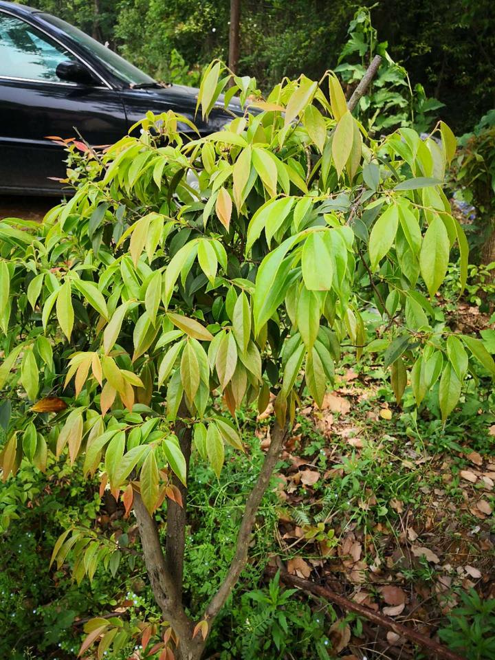 抓住春末的尾巴乌饭叶已在菜场c位出道