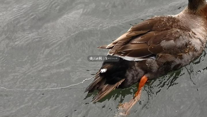 看着都疼西湖边野鸭遭暗算了是谁用了这种白色带线的暗器