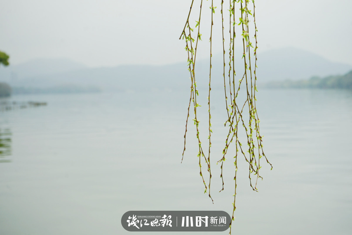 三月雨濛濛,湖边的柳枝发芽了▲好摄之友:autumn果果残荷,新柳.