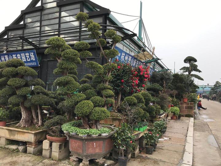 3月4日,小时新闻记者去了趟萧山浙江(中国)花木城.