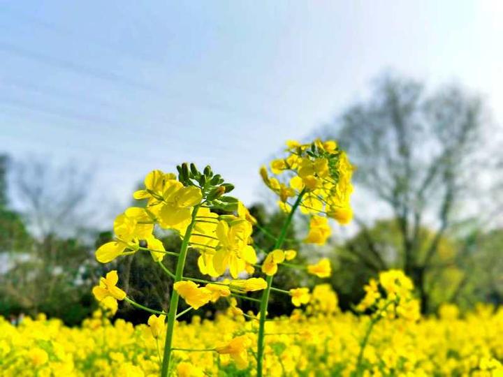 除了八卦田,杭州还藏着这么美的油菜花海!