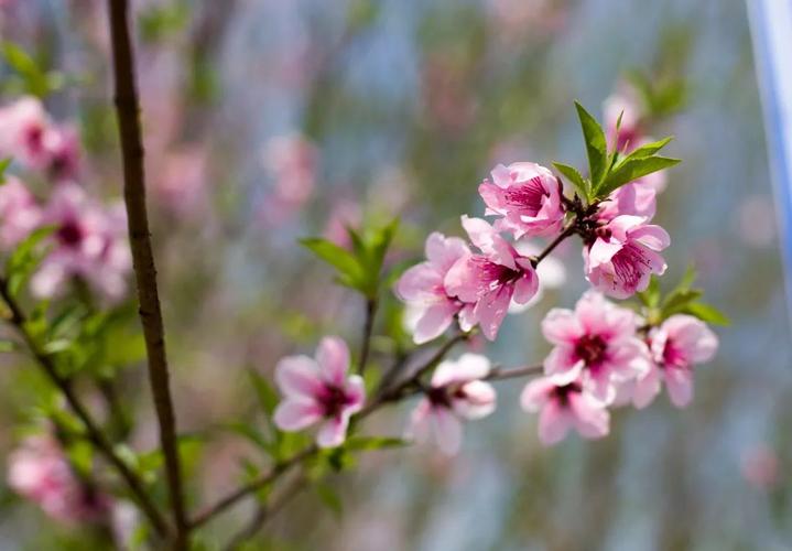 美炸了!梨花桃花樱花油菜花…萧山这个镇赏花正当时