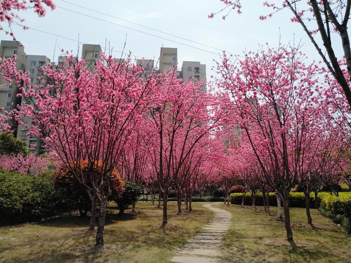 直播钱塘春桃花菊花700余株菊花桃迎风笑画面太美好