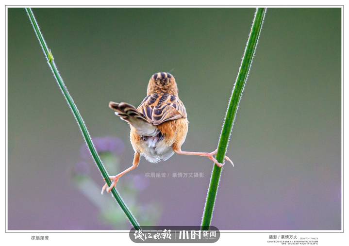 今日影像我是一只会劈叉神功的小小鸟