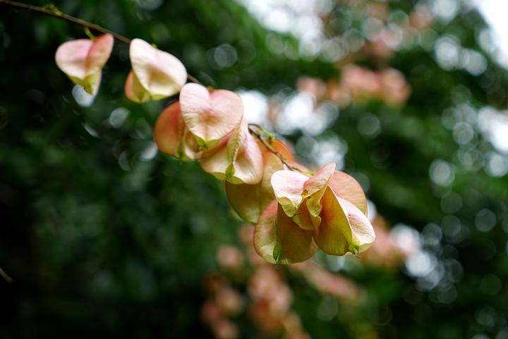 黄山栾树蒴果1-唐吉娜摄.jpg