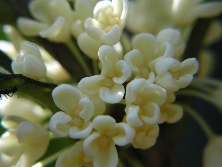 日香桂osmanthus fragrans"rixianggui".jpg