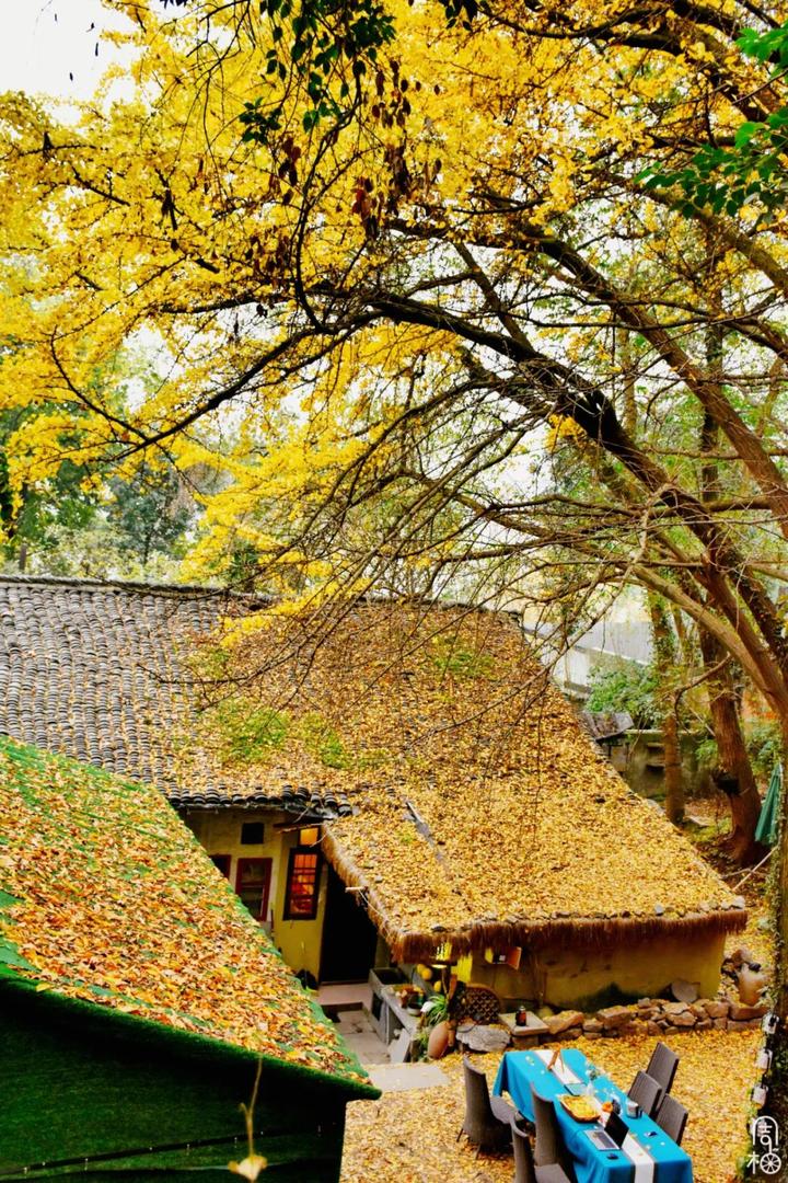 01 昔日大佛寺,今日"神仙院落" 一年中最后两个月,是属于银杏的.