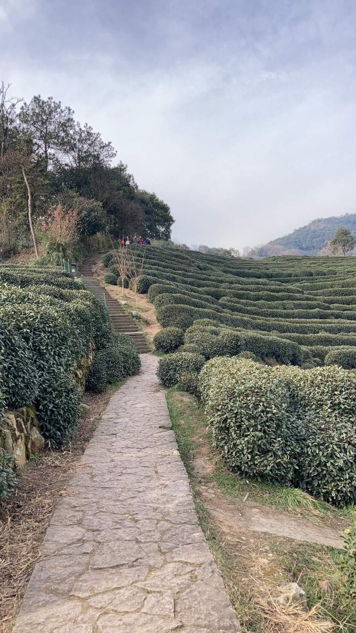 杭州跑友探路归来强推:杭州西湖群山的这朵"野玫瑰"