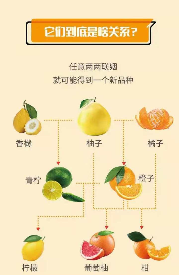 橘子,橙子,柚子,芦柑…… 这些汁水丰盈又酸甜适口的柑橘类水果,是不