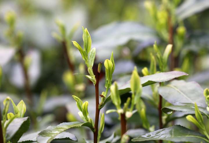 近年来最早杭州翁家山村茶园西湖龙井茶已经开采