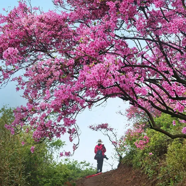 金娥山最佳赏花期:4月中旬-5月中旬自丽水遂昌桃源村出发,杜鹃花由