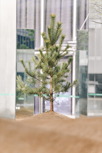 腾格里沙漠植物空降杭州天目里,你种下的梭梭树,根系