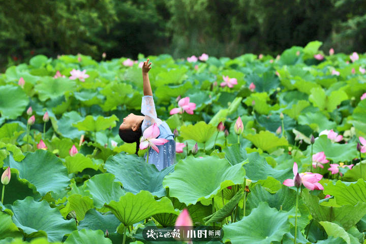 帮帮团分享一头扎进雨中拍荷花是种什么体验