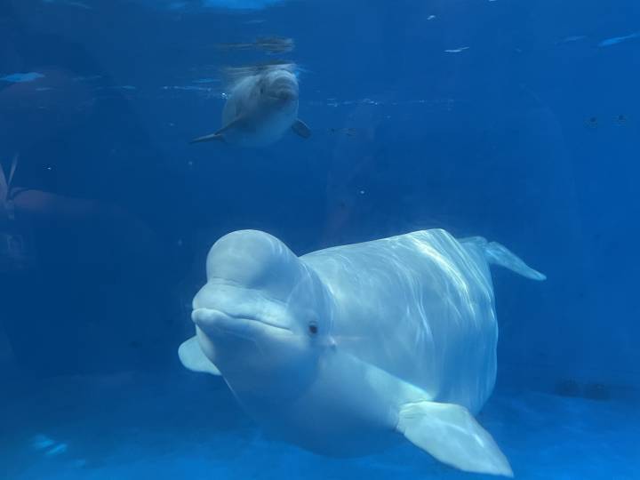 "双满月"的白鲸宝宝向你问好,它真的在笑