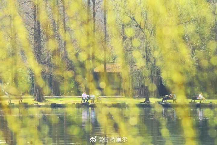 新柳如烟,一年当中拍柳最有韵味的时候来了