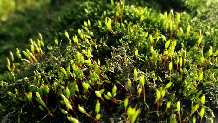 快带娃去寻苔花,西湖边两大苔藓公园今春开挂