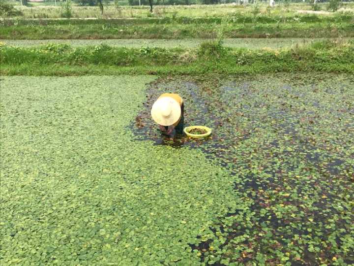 【深读】莼菜好吃却难采,更难的是