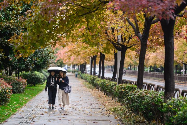 【今日美图】枫叶染红了街道,最美学林街来啦