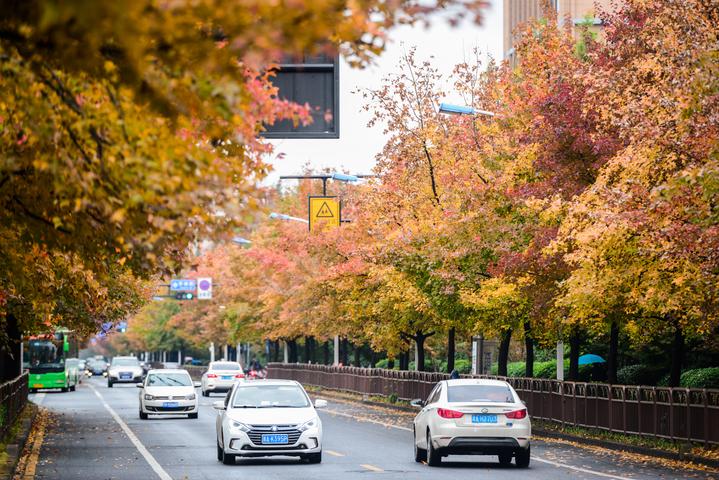 【今日美图】枫叶染红了街道,最美学林街来啦