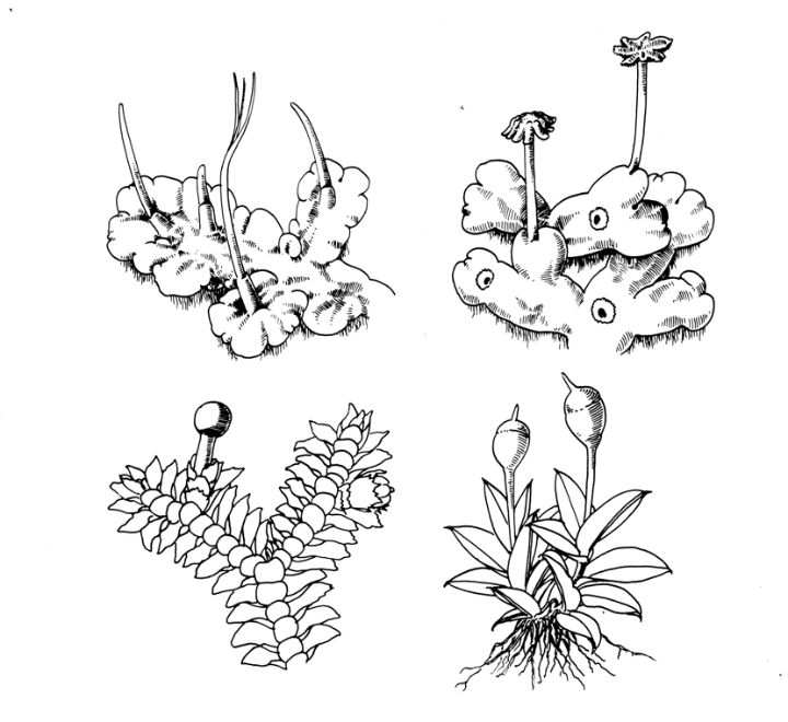 苔藓类植物简笔画图片