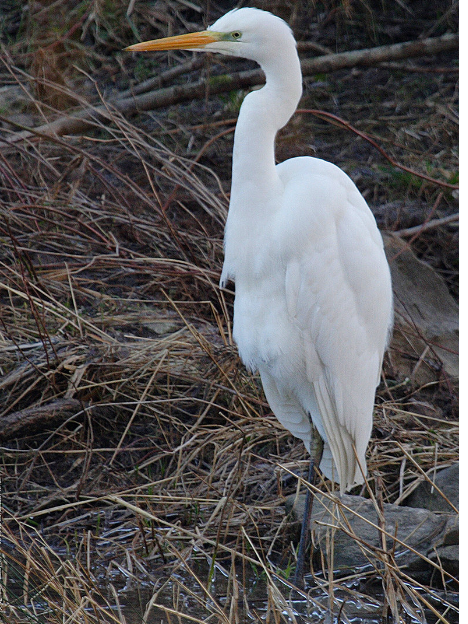 蜻蜓其实是两种昆虫白鹭还分大中小号这堂科普讲座涨知识了