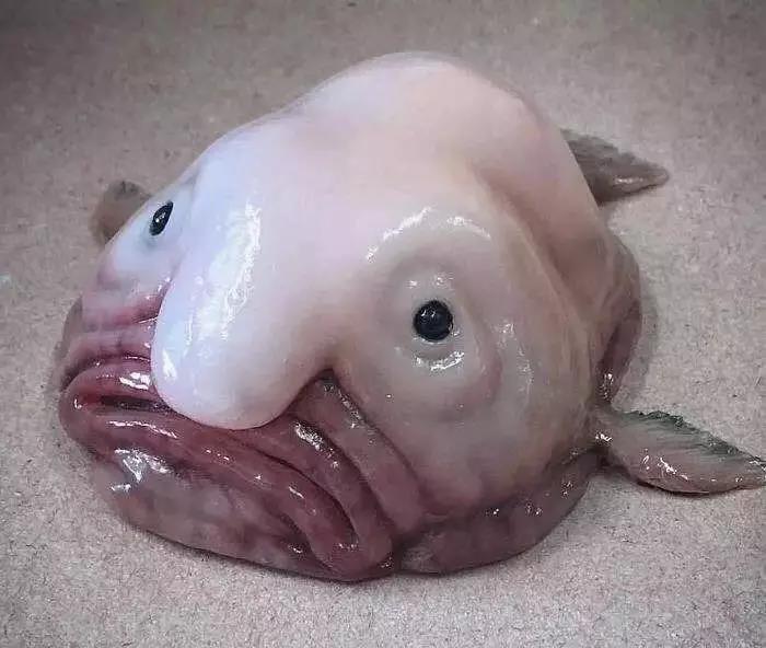 海底生物真实 恐怖图片