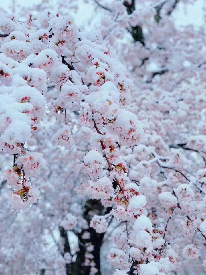 镜双城中的雪樱花图片