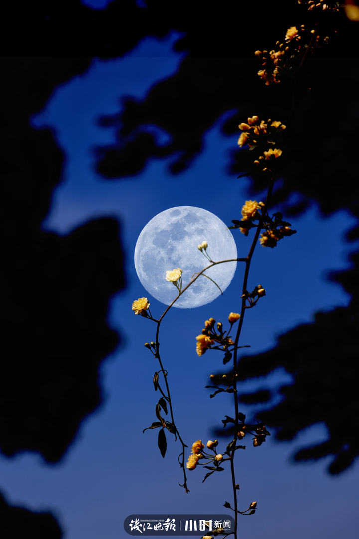 月亮枫叶夜晚的图片图片