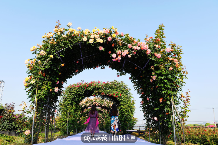 阿乐头 4月27日,28日摄于富阳新沙岛玫瑰园 (4)jpg