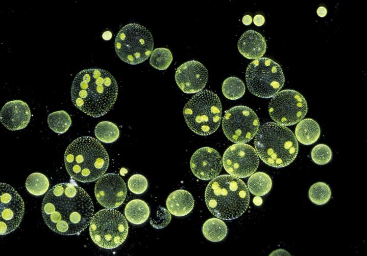 绿藻显微镜下图片