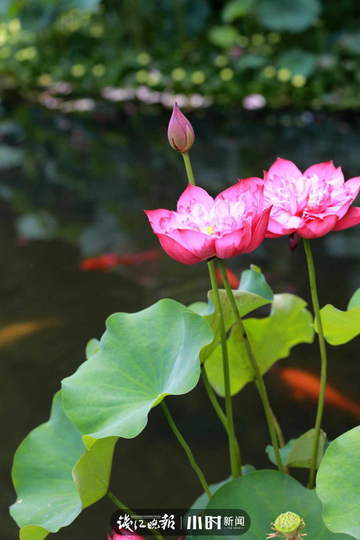 晒夏天美图上开机页雨淋湿了夏天却让荷花多了一份异于晴时的韵味