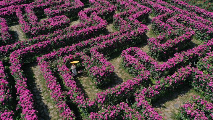 新安江畔出现巨型粉色花海迷宫,设计了八卦八门,你多久能走出来?