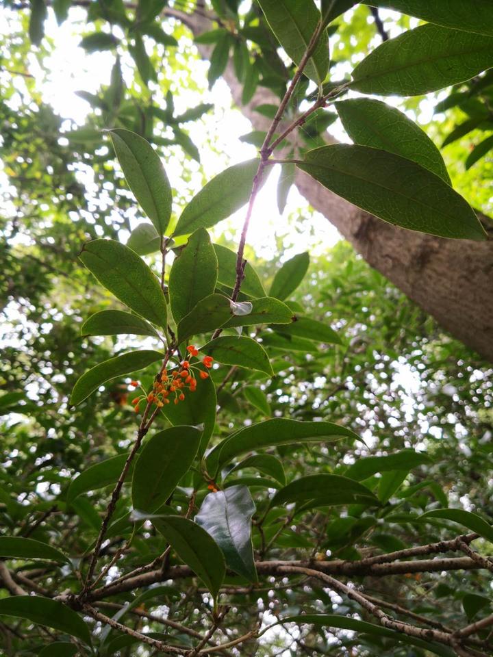 老朱砂桂花开花图片图片