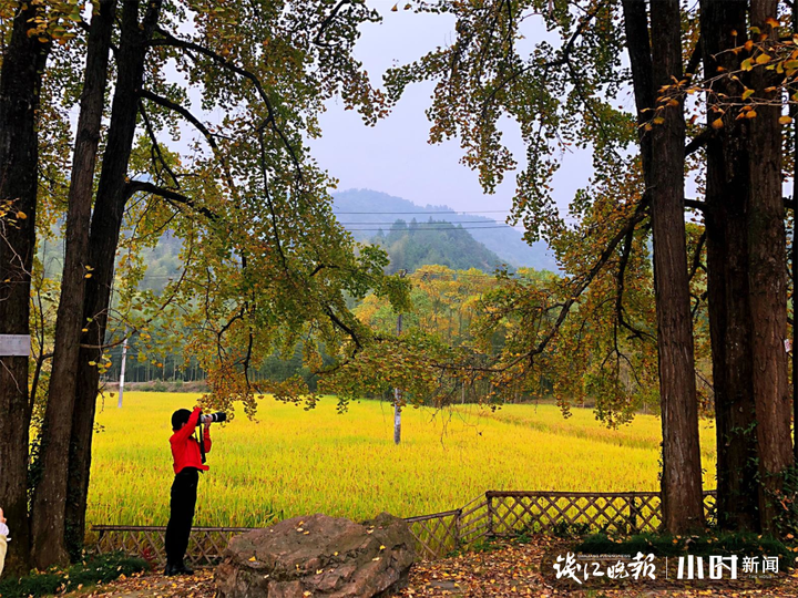 百年以上的银杏树就有10多棵 趁周末 去杭州这里领略 秋天的童话