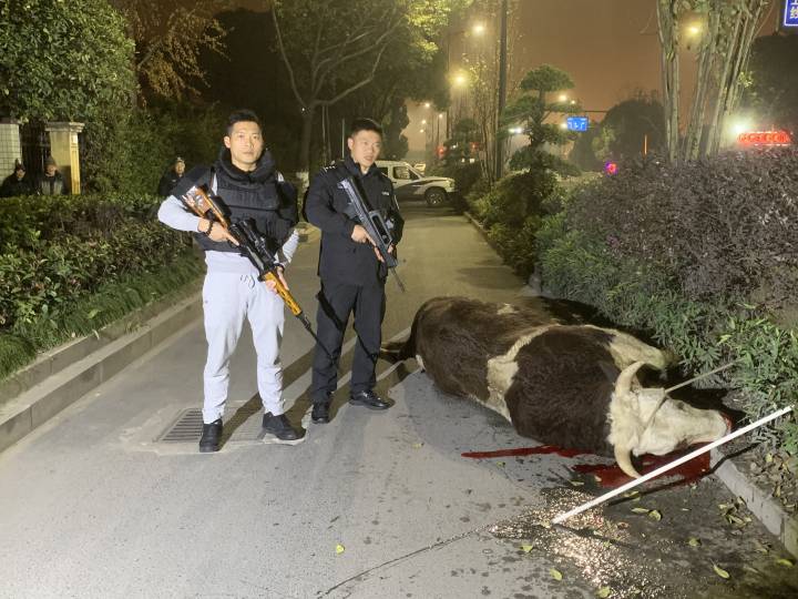 6枪!杭州特警深夜动用狙击枪!要送去屠宰场的牛突然跑到马路上疯跑