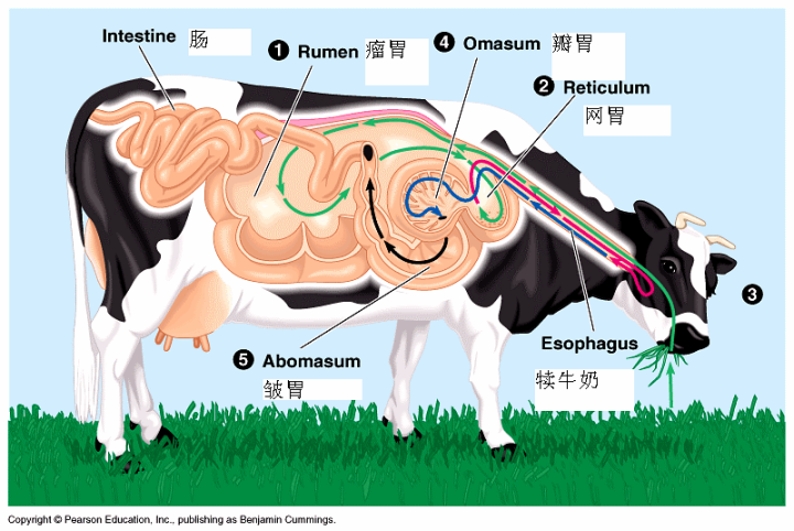 牛肠道解剖结构图图片