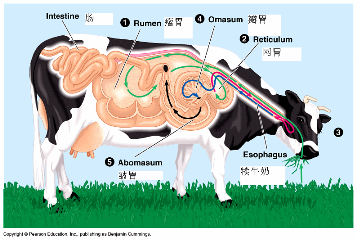 牛胃消化三维示意图图片