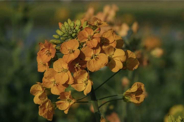 橙色油菜花图片图片