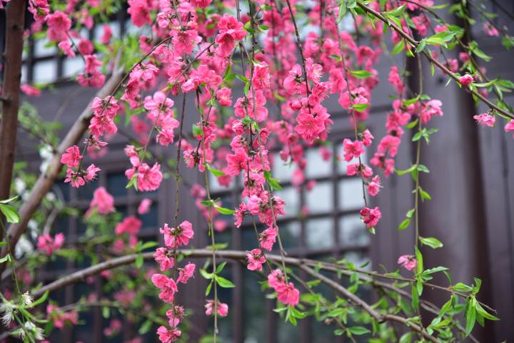 白雪,龍柱碧桃,菊花桃,蟠桃,垂枝桃,紅碧桃,灑金碧桃,壽星桃,絳桃