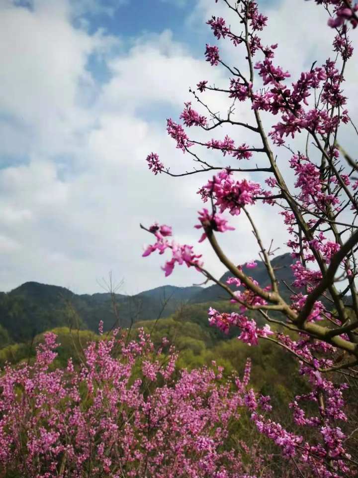 團團簇簇花開成海這片最美紫荊花海誰拍都是大片