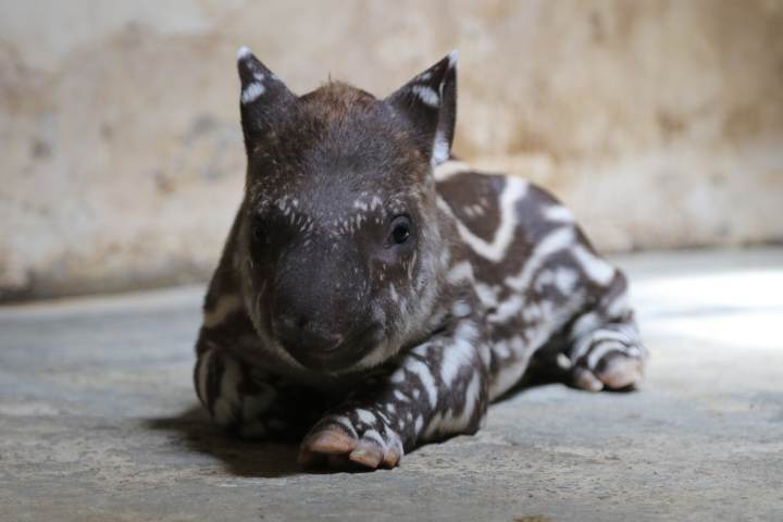 五一見南美貘夫妻響應二胎政策杭州野生動物世界喜迎醜萌翻天的貘寶寶