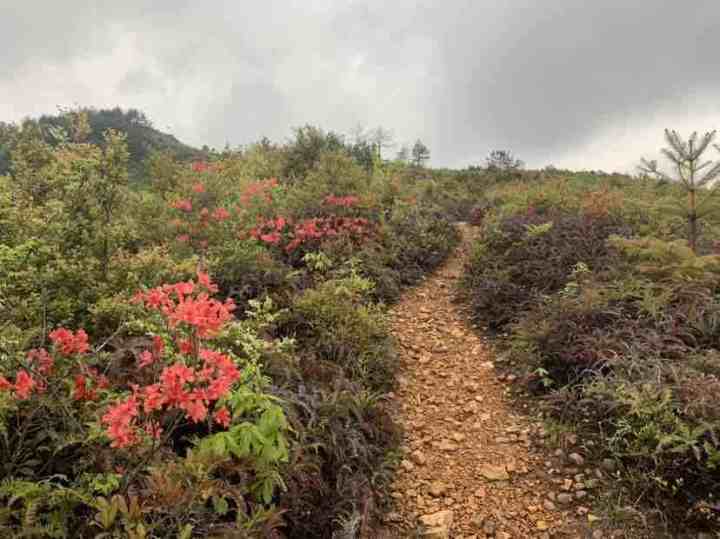 满山满谷的杜鹃花都开了 速度打卡这条10公里登山线路