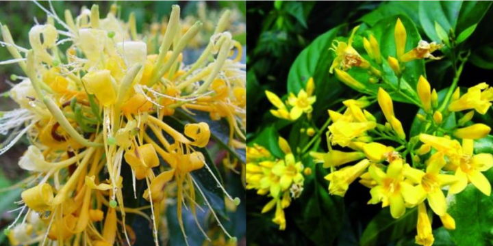 金银花与断肠草的区别图片