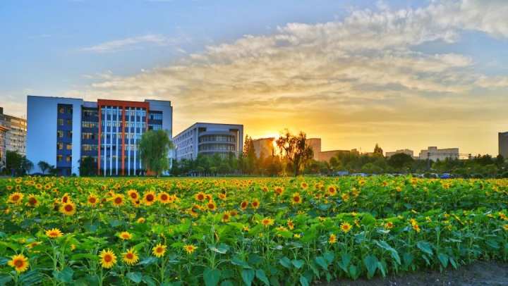 最近,浙江商业职业技术学院迎来了一片向日葵