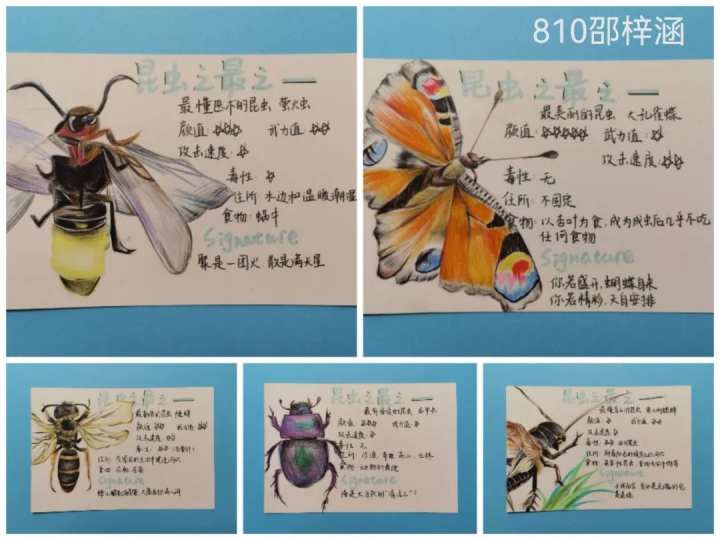 昆虫记读书卡片图片