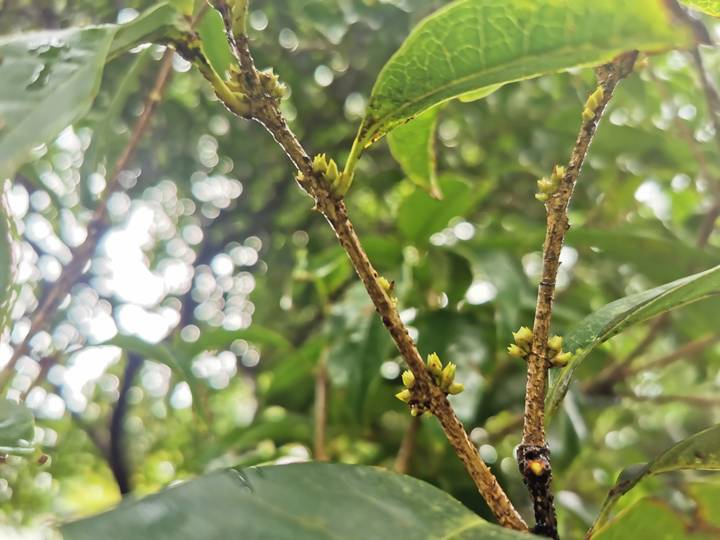 桂花开花的过程图片